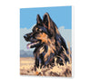 Pastiersky pes (NK0456)