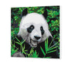 Početná panda