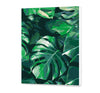 Zelené Listy Monstera